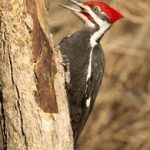 如何顺利完成博猫游戏注册,畅享游戏乐趣 vs72yga